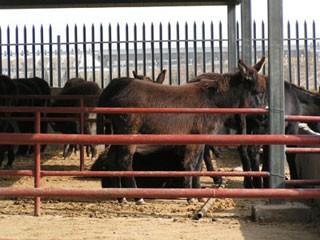 供應(yīng)浙江臨安養(yǎng)牛場-臨安養(yǎng)牛場