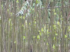 供應(yīng)武鳴縣竹柳扦插條