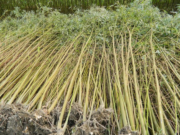 供應(yīng)兩年生美國竹柳綠化苗