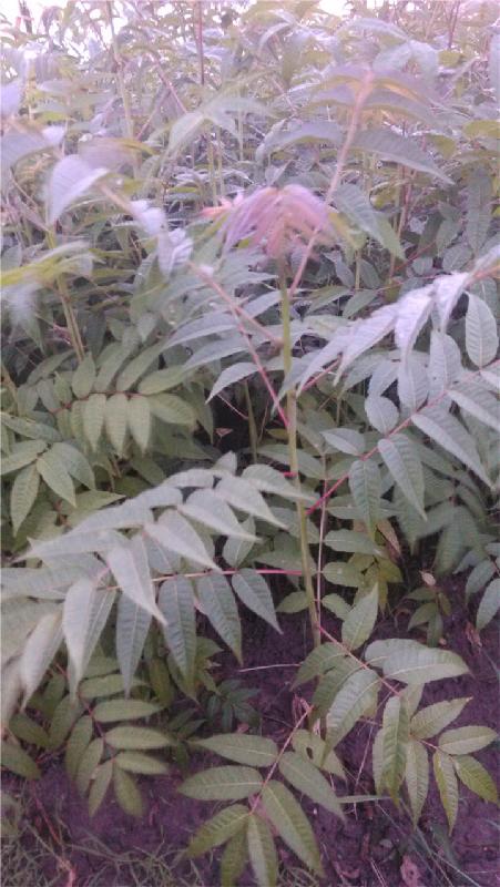 廣西南寧紅椿樹樹苗公供貨商圖片