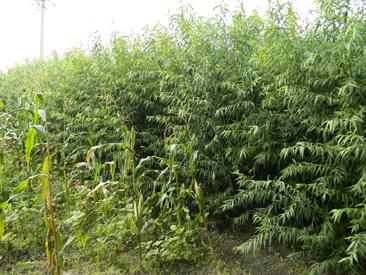 供應(yīng)武鳴縣竹柳苗