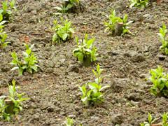 供應(yīng)上林縣竹柳扦插條