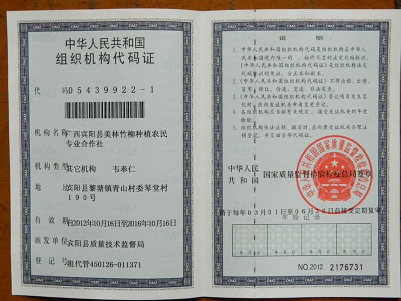 供應廣西竹柏營養(yǎng)杯苗