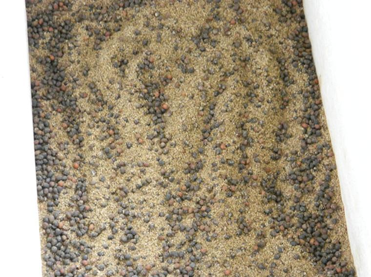 供應(yīng)紅豆杉