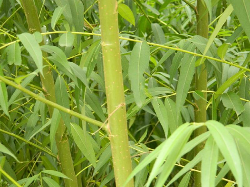 供應(yīng)隆安縣竹柳扦插條