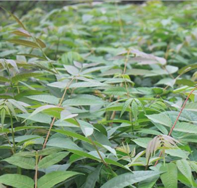 供應香椿-藥用價值