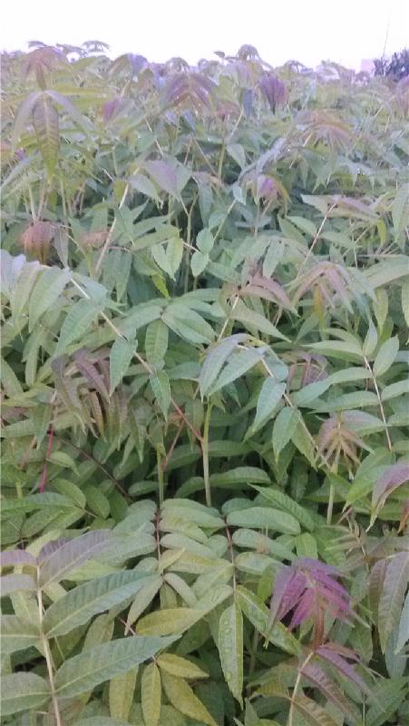 供應廣西南寧紅椿樹樹苗公供貨商，批發(fā)采購紅椿樹樹苗。樹苗批發(fā)