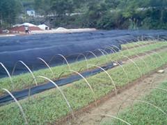 供應(yīng)崇左美國(guó)竹柳種子