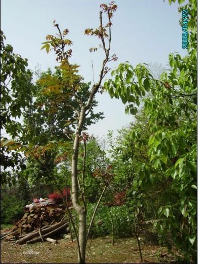 供應(yīng)香椿營養(yǎng)杯苗批發(fā)-香椿樹苗價(jià)格-香椿樹苗種植基地