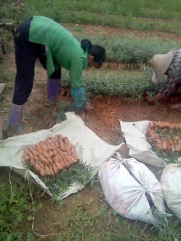 供應(yīng)美國(guó)竹柳國(guó)家補(bǔ)貼 美國(guó)竹柳國(guó)家補(bǔ)貼申請(qǐng)表 美國(guó)竹柳廣西補(bǔ)貼