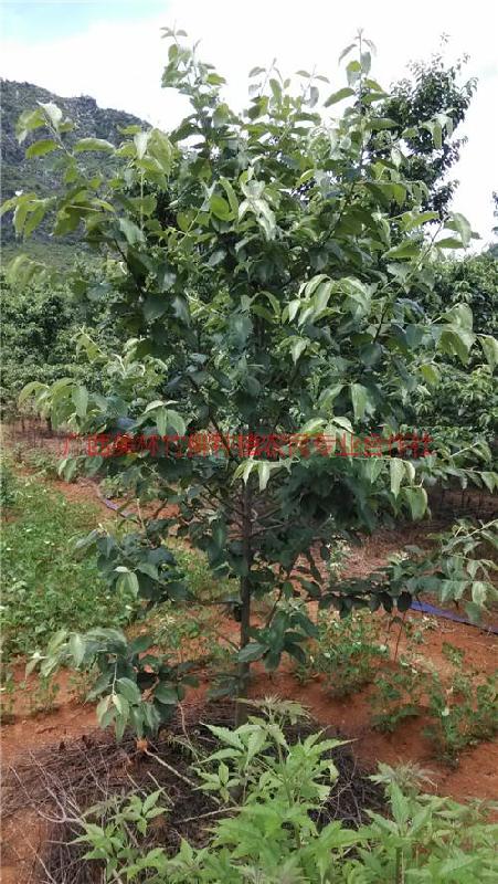 供應大量雪梨型大果山楂果苗，南寧雪梨型大果山楂果苗批發(fā)市場