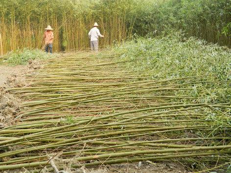 供應(yīng)竹柳種子，規(guī)模大保質(zhì)量明碼標(biāo)價的育苗基地