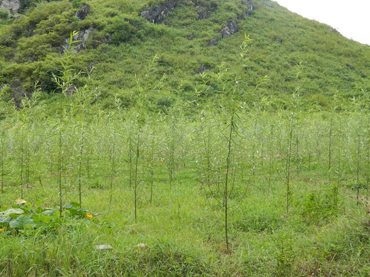 供應(yīng)蒼梧縣竹柳營養(yǎng)杯苗