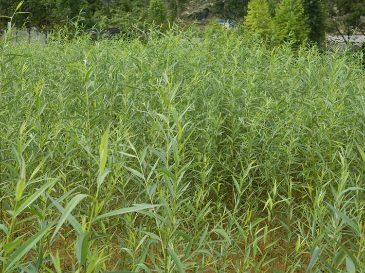 供應(yīng)三江侗族自治縣竹柳苗