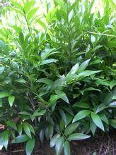 供應(yīng)南寧竹柏營(yíng)養(yǎng)袋苗