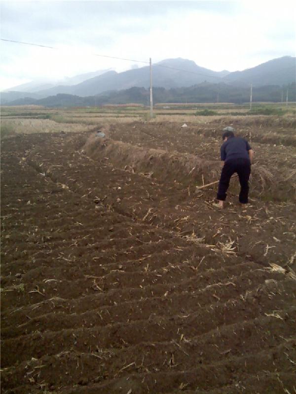 供應(yīng)岑溪軟枝油茶種植技術(shù)，軟枝油茶苗,紅花油茶苗,金花茶苗