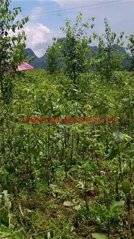 供應雪梨型大果山楂回收價格，山楂回收廠家電話，山楂果加工技術(shù)