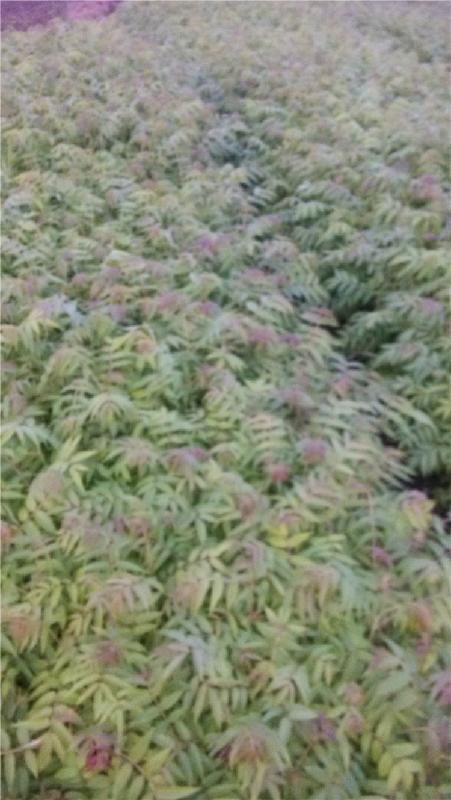 供應廣西南寧紅椿樹樹苗公供貨商，批發(fā)采購紅椿樹樹苗。樹苗批發(fā)