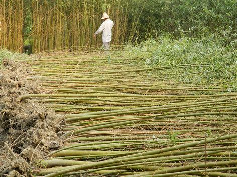 供應(yīng)美國(guó)竹柳3號(hào)扦插條，來(lái)賓美國(guó)竹柳3號(hào)扦插條批發(fā)價(jià)