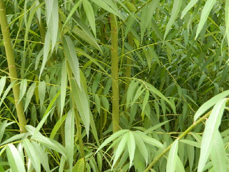 供應(yīng)防城港美國竹柳營養(yǎng)杯苗價(jià)錢，防城港美國竹柳營養(yǎng)杯苗批發(fā)價(jià)