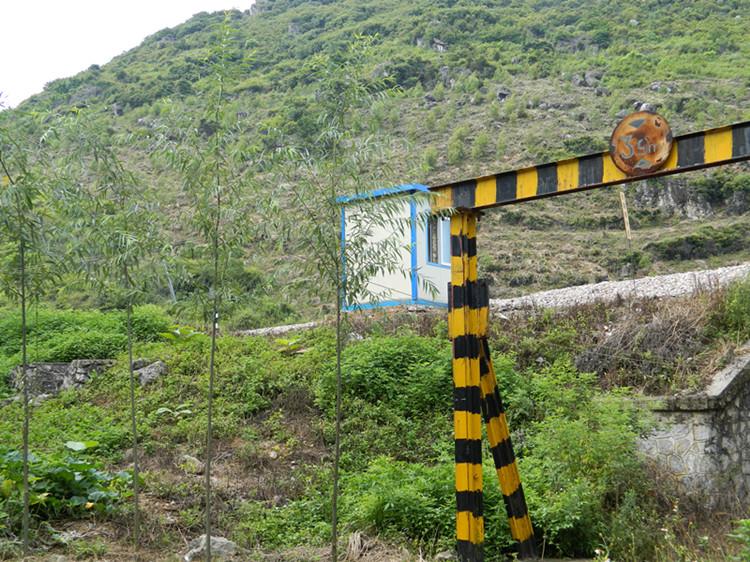 供應永?？h竹柳苗