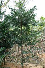 供應(yīng)南寧竹柏營(yíng)養(yǎng)袋苗