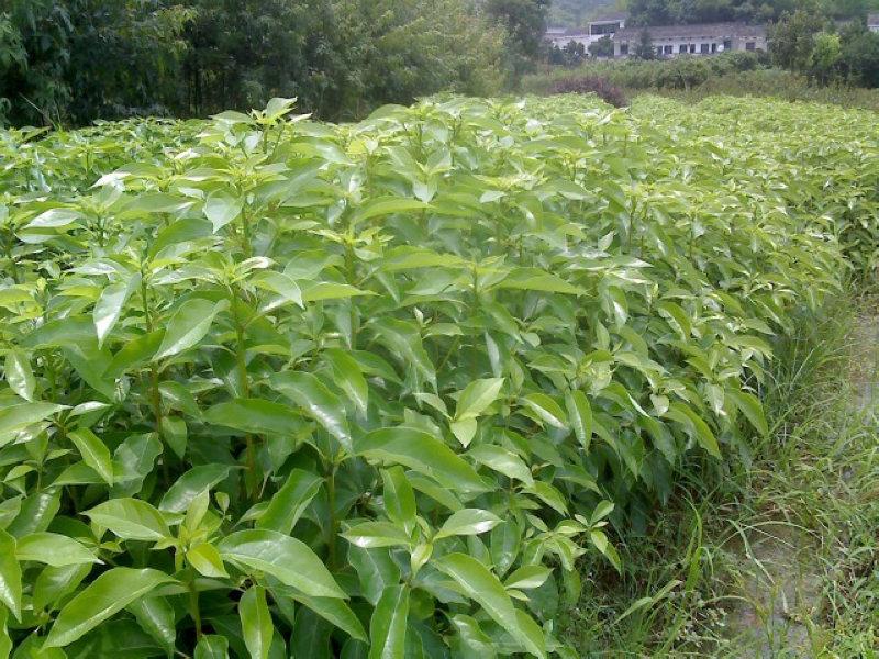 供應(yīng)南寧市賓陽縣香樟樹木苗,南寧市香樟樹木苗供應(yīng)商