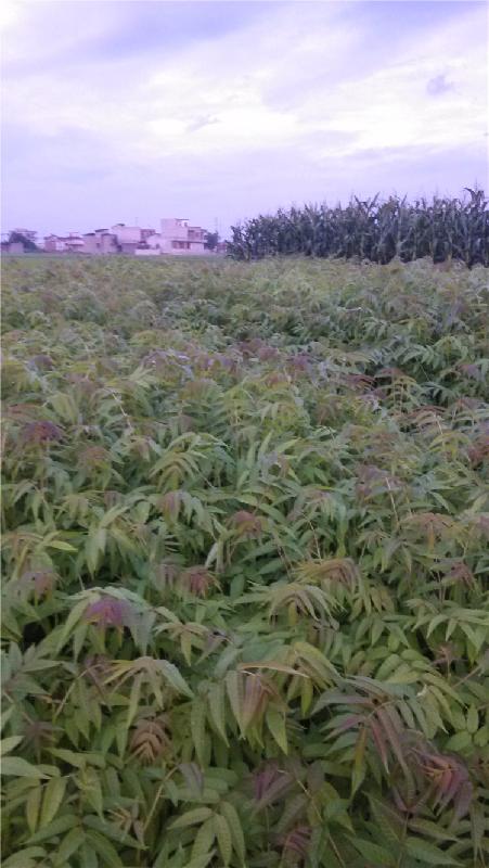 供應(yīng)來賓香椿樹樹苗批發(fā)，香椿樹樹苗價格，香椿樹種植基地