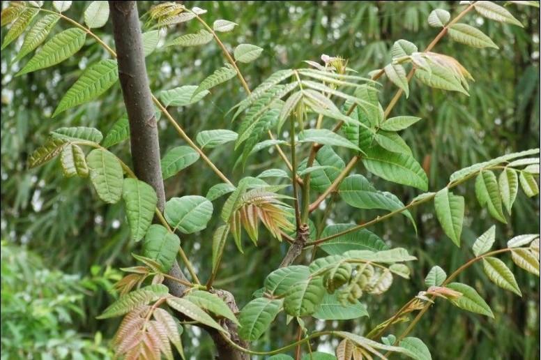 供應(yīng)香椿營養(yǎng)杯苗批發(fā)-香椿樹苗價(jià)格-香椿樹苗種植基地