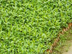 供應永福縣竹柳苗