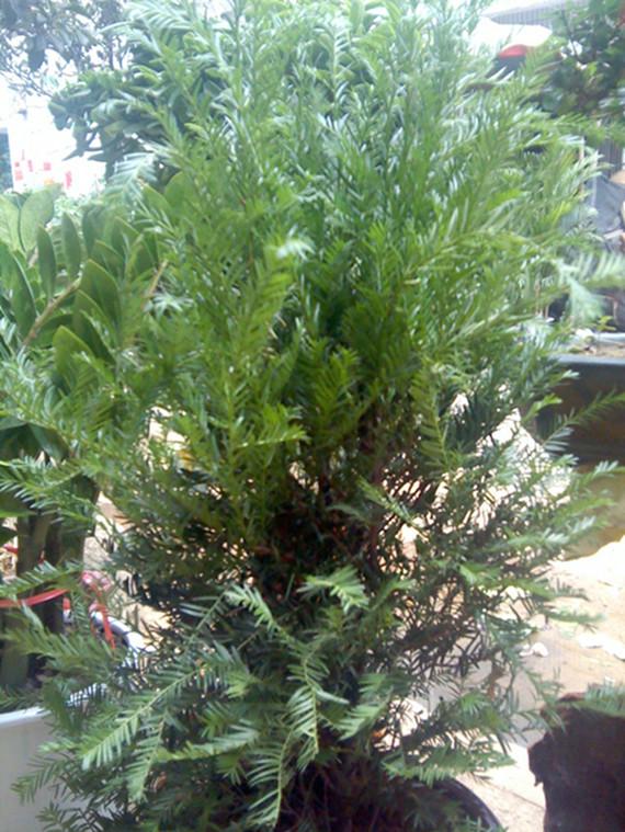 供應(yīng)紅豆杉