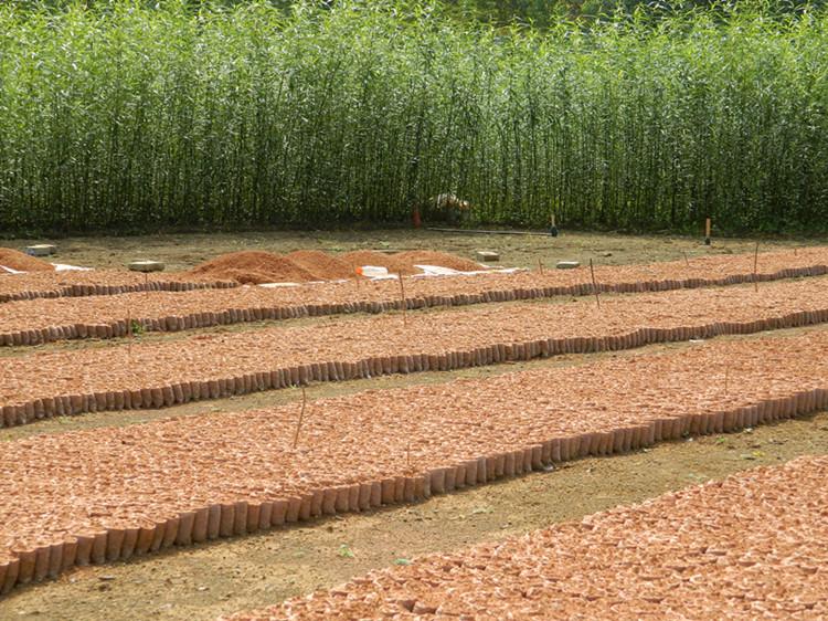 供應(yīng)蒼梧縣竹柳營養(yǎng)杯苗