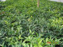 供應(yīng)南寧竹柏營(yíng)養(yǎng)袋苗