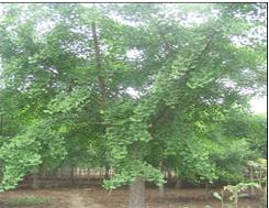 供應廣西銀杏樹苗