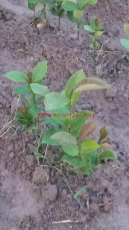供應(yīng)廣西油茶苗軟枝油茶苗