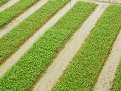 供應(yīng)長塘鎮(zhèn)竹柳種子