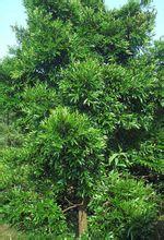 供應(yīng)南寧竹柏營(yíng)養(yǎng)杯苗批發(fā)價(jià)