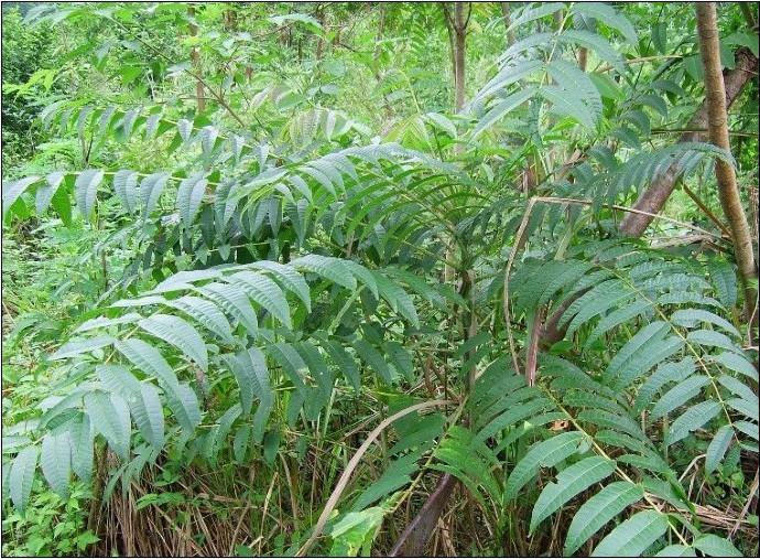 供應(yīng)來賓香椿樹樹苗批發(fā)，香椿樹樹苗價格，香椿樹種植基地