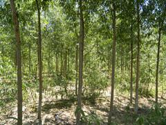 供應(yīng)上林縣竹柳苗