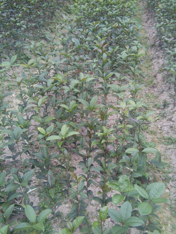 供應南寧市賓陽縣桂花樹苗