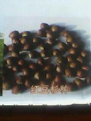 供應(yīng)廣西竹柏種子價(jià)格