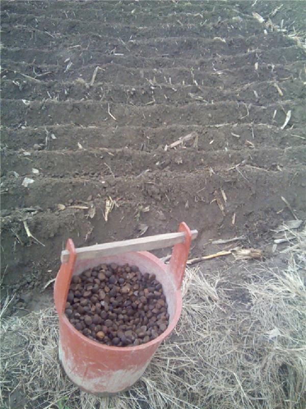 供應軟枝油茶樹苗經(jīng)銷商，軟枝油茶樹苗直銷商，軟枝油茶樹苗批發(fā)價