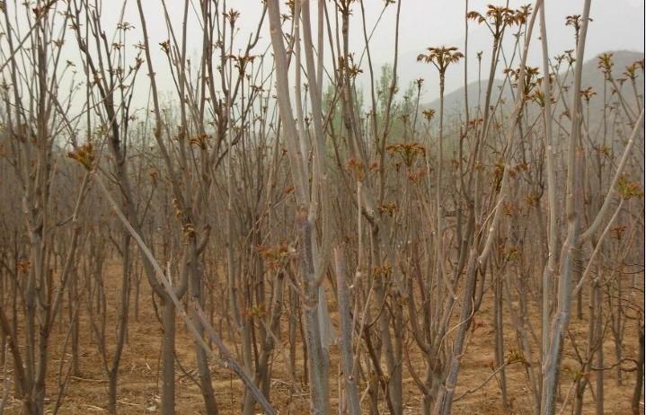 供應(yīng)香椿營養(yǎng)杯苗批發(fā)-香椿樹苗價(jià)格-香椿樹苗種植基地