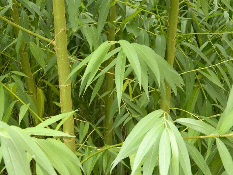 供應(yīng)隆安縣竹柳扦插條