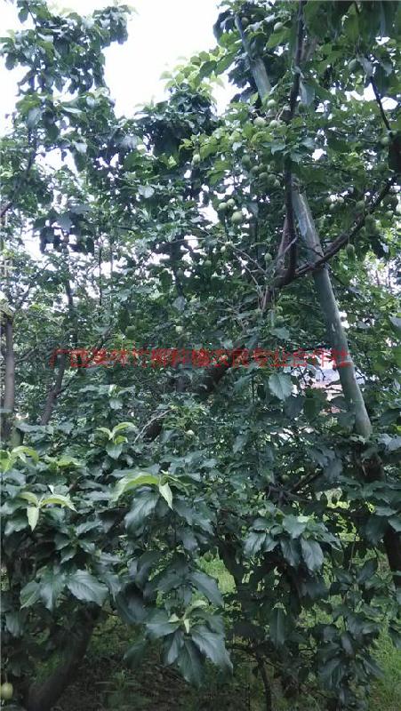 供應(yīng)武鳴雪梨型大果山楂果苗種植基地，批發(fā)雪梨型大果山楂果苗價(jià)錢