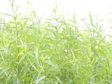 供應(yīng)南寧市五塘鎮(zhèn)竹柳苗