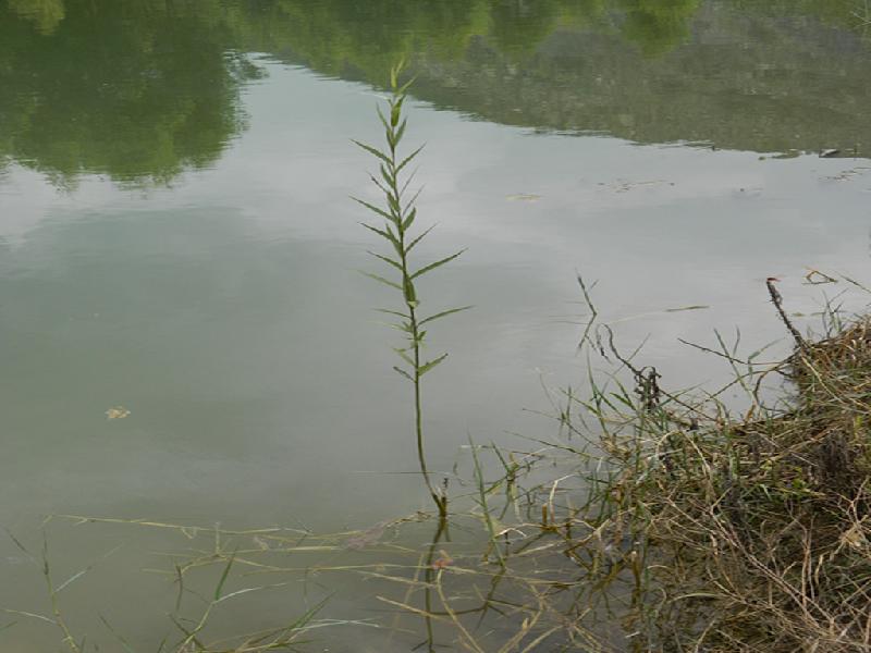 供應(yīng)上林縣竹柳苗