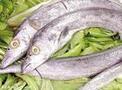 廠家直銷進(jìn)口魚(yú)類帶魚(yú)圖片