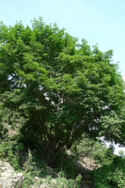 供应油松昌平批发零售