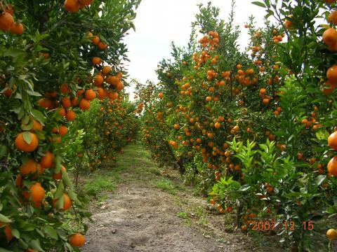 賓川紅提葡萄產(chǎn)地紅提葡萄的信息 中國優(yōu)質(zhì)紅提葡萄批發(fā)商